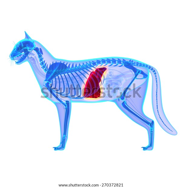 Cat Liver Felis Catus Anatomy Stock Illustration 270372821 | Shutterstock