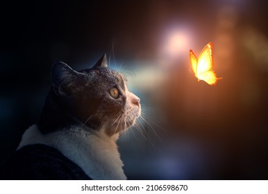 The Cat Is Looking On Fantastic Light Butterfly.