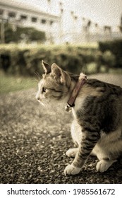 Cat On The Street With Oil Painting Effect