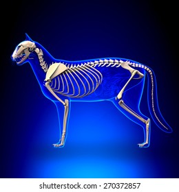 Cat Skeleton Anatomy