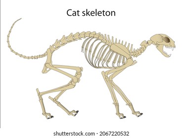 Cat Skeleton Anatomy. Side View