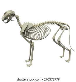 Cat Skeleton Anatomy Side View Stock Illustration 270372779 | Shutterstock