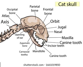 Cat Ear Anatomy Diagram