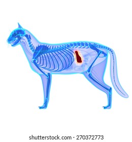 Cat Spleen - Felis Catus Anatomy