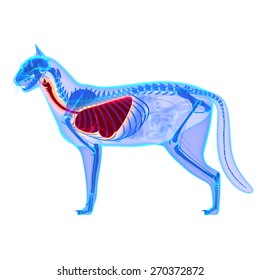 Cat Thorax, Lungs Anatomy - Felis Catus