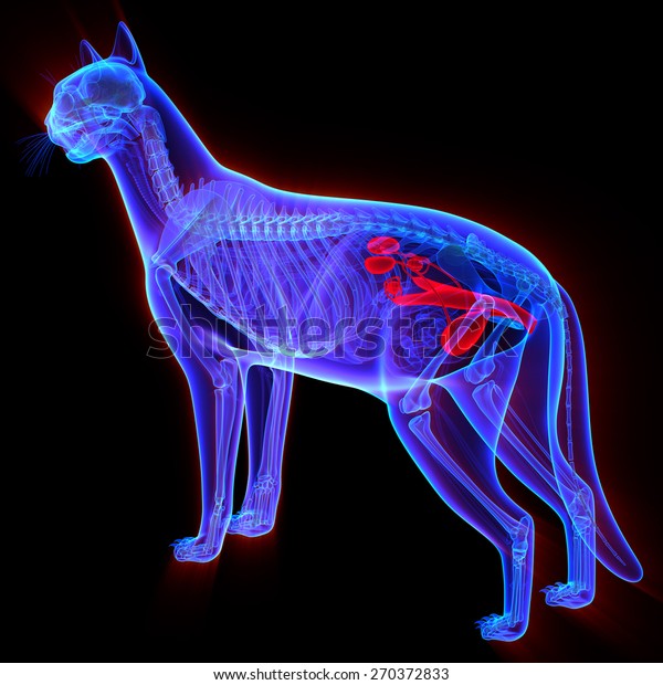 Cat Urogenital System Felis Catus Anatomy Stock Illustration 270372833 ...