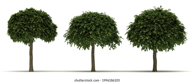 Catalpa bignonioides Tree isolated on white background 3D Rendering
