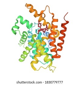 Catalytic domain of human phosphodiesterase 4B in complex with sildenafil, 3D cartoon model, white background