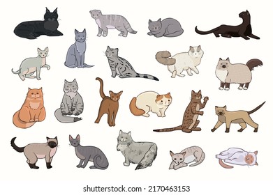 Cats Breeds Funny Illustrations Set Stock Illustration 2170463153 ...