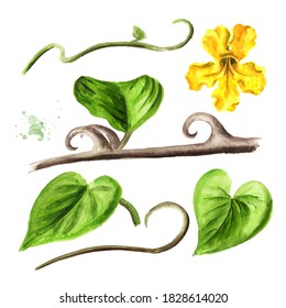 Cats claw or Uncaria tomentosa stem and flower set. Watercolor hand drawn illustration, isolated on white background