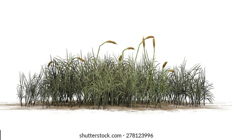 Cattail - Isolated On White Background