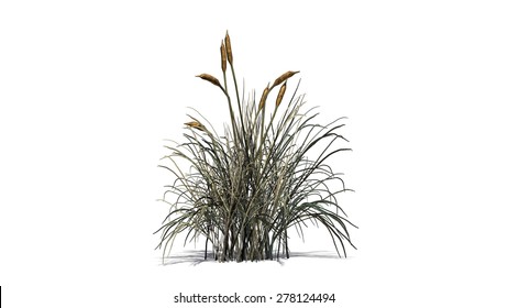 Cattail - Isolated On White Background