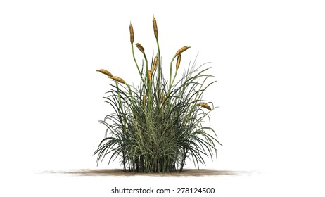 Cattail - Isolated On White Background