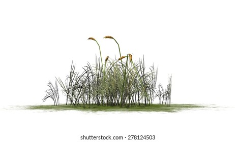 Cattail - Isolated On White Background