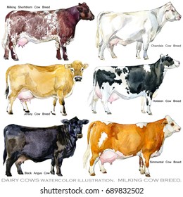 cattle cow breed set. farm animal hand draw watercolor illustration
