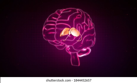 caudate-nucleus-putamen-human-brain-260n