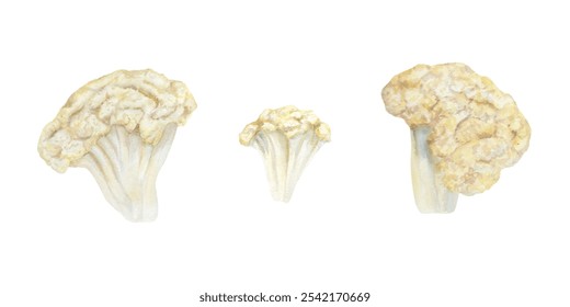 Cauliflower florets vegetable watercolor illustration. Fresh chopped white cauliflowers before cooking hand painted clipart. Farm plant harvest set for restaurant menu design, cookbook, recipes - Powered by Shutterstock