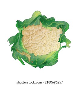 Cauliflower, HD Resolution 4k, Suitable On Any Background Colors, Made Entirely Digital Hand Drawing.