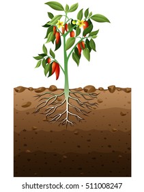 Vector Illustration Corn Plant Roots Underground Stock Vector (Royalty ...