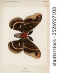 Cecropia Moth butterfly insect, Moths and Butterflies of the United States by Sherman F. Denton. Vintage Cecropia Moth insect art illustration. Vintage painting of real moth art butterfly illustration