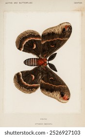 Cecropia Moth butterfly insect, Moths and Butterflies of the United States by Sherman F. Denton. Vintage Cecropia Moth insect art illustration. Vintage painting of real moth art butterfly illustration