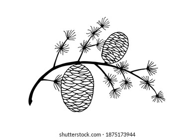 Cedar Branch With Cones. Hand Drawing. Art Line