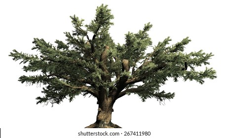 Cedar Of Lebanon Tree - Isolated On White Background