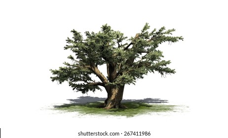 Cedar Of Lebanon Tree - Isolated On White Background