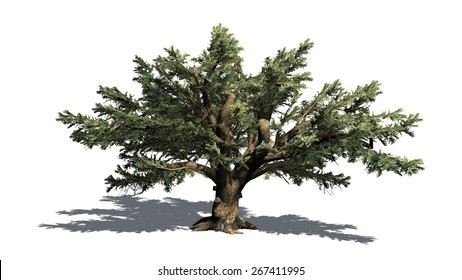 Cedar Of Lebanon Tree - Isolated On White Background