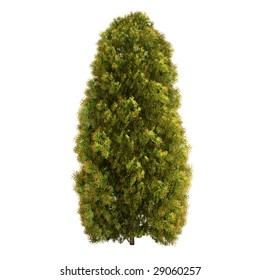 Cedar Tree Isolated