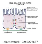 Cell adhesion is the process by which cells interact and attach to neighbouring cells through specialised molecules of the cell surface. Cell can adhere to adjacent cell via a cell-cell junctions. 