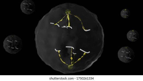 Cell In Anaphase In 3d Illustration