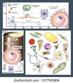 4 Microorganisms size comparison Images, Stock Photos & Vectors ...