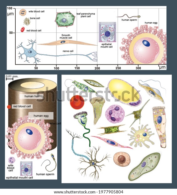 Cell biology. 3D representation of various\
cell types and comparison of their\
sizes.