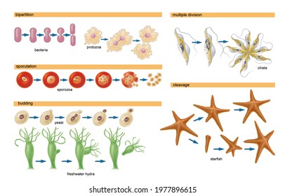 Cell biology. Asexual reproduction in uni and multicellular organisms such as paramecium, sporozoans, yeasts, flatworms, Hydra, polychaetes and starfish. Bipartition, budding, sporulation.