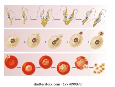 Cell biology. Asexual reproduction in unicellular organisms. Bipartition, budding and sporulation with various examples.