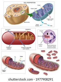 Cell biology. Cellular respiration. Biochemical processes in mitochondria. Breathing and energy production.
