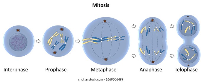 In cell biology, mitosis is a part of the cell cycle when replicated chromosomes are separated into two new nuclei. Cell division gives rise to genetically identical cells