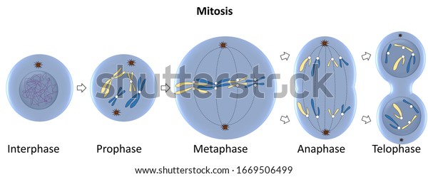 In cell biology,
mitosis is a part of the cell cycle when replicated chromosomes are
separated into two new nuclei. Cell division gives rise to
genetically identical
cells