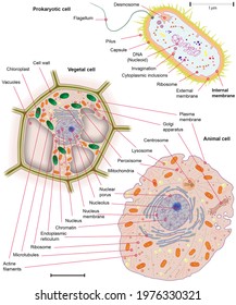 Cell Biology Cell Morphology Compared Between Stock Illustration ...