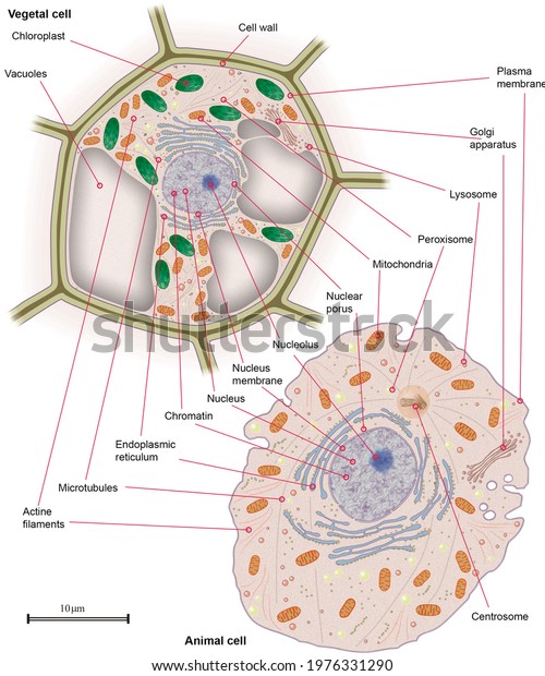 Cell\
biology. Cell morphology compared between  animals and vegetal\
cells. Illustration with captions in\
English.
