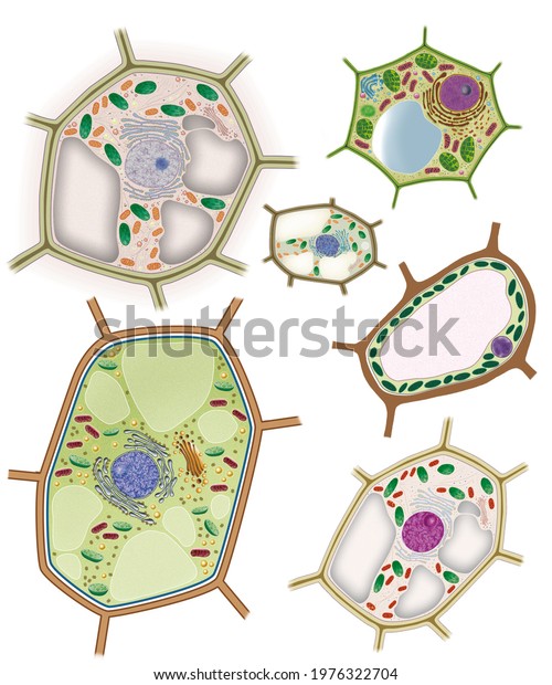 Cell biology. Morphology of the\
plant cell and its organelles. Various models of plant\
cells.