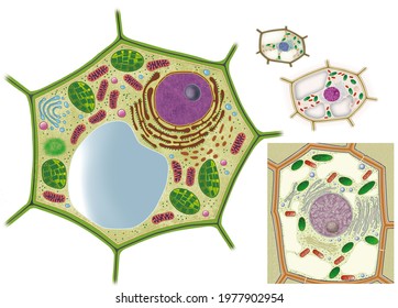 Cell Biology. Plant Cell Anatomy Models With Detail Of Its Organelles.