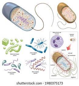 Cell Biology. The Prokaryotes. Comparison Of Cell Size Between Eukaryotes, Bacteria And Viruses.