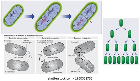 Cell biology. Prokaryotes. Division in bacteria. Mechanisms of acquisition of new genes in bacteria: transformation, transduction and conjugation.
