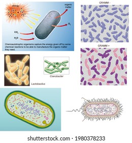 Cell Biology. Prokaryotes. Functioning Of Chemoautotrophic Organisms. Gramm Stain. Bacteria Models. Cyanobacteria