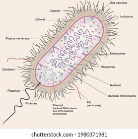 Cell biology. The prokaryotes. Model of anatomy and parts of a bacterium.