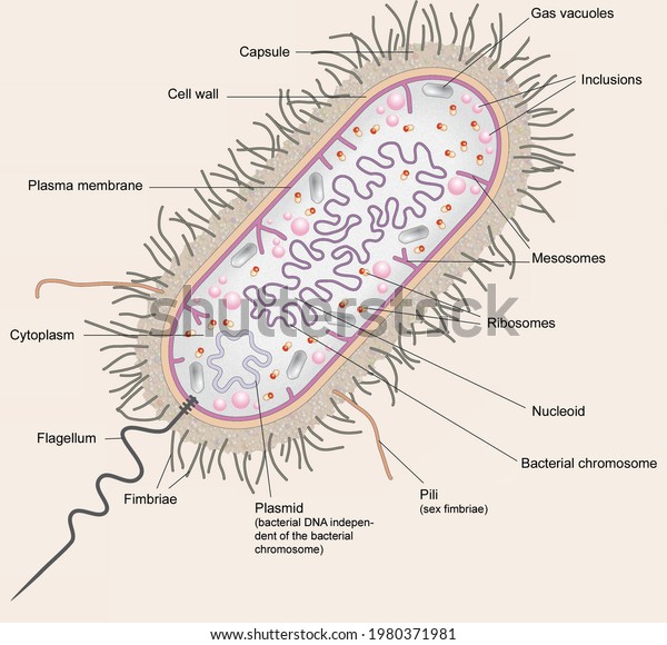 Cell Biology Prokaryotes Model Anatomy Parts Stock Illustration ...