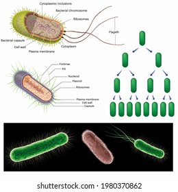 Cell Biology. The Prokaryotes. Models Of Anatomy And Parts Of A Bacterium. Types Of Bacteria. Bacteria Multiplication.