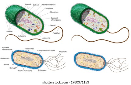 Cell Biology. The Prokaryotes. Models Of Anatomy And Parts Of A Bacterium.